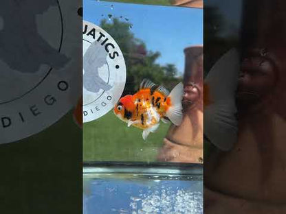 Live Premium Fancy Goldfish Thai Yuanbao Red Tiger 3” body Female 7 Months (JC-149) BlackTub#4