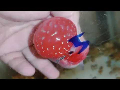 Super Red Dragon Flowerhorn MALE 4" inch MONSTER KOK (SRD-027)