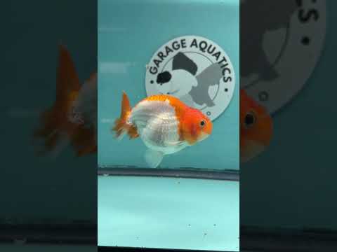 Live Premium Fancy Goldfish Thai Lionchu Red & White 3" Male Body (DON-001)