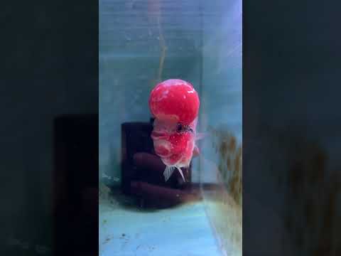 Super Red Dragon Flowerhorn MALE 5" inch BIG KOK