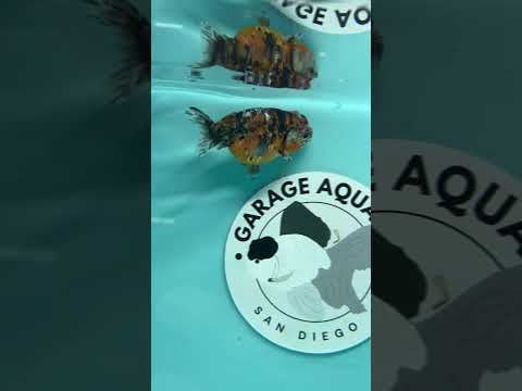 Live Premium Fancy Goldfish Thai Ranchu Calico 2.5" Male Body (DON-003)