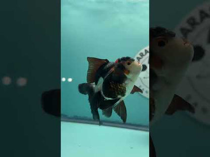 Live Premium Fancy Goldfish Thai Oranda Tri-Color 2.5" Male Body (SAK-006)