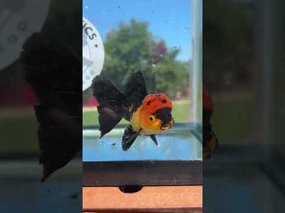 Live Premium Fancy Goldfish Thai Oranda Apache 3” body Male 7 Months (JC-150) BlackTub#4