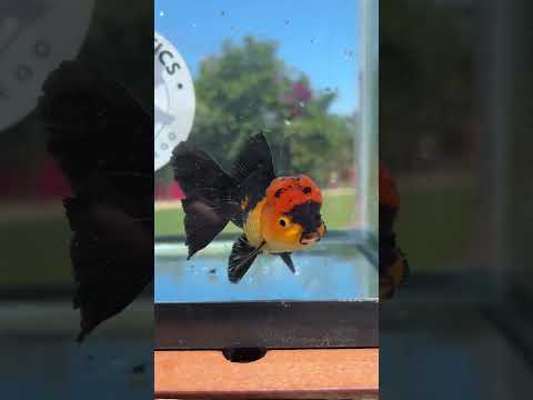 Live Premium Fancy Goldfish Thai Oranda Apache 3” body Male 7 Months (JC-150) BlackTub#4