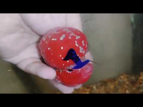 Super Red Dragon Flowerhorn MALE 4" inch MONSTER KOK (SRD-025)