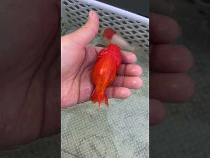 Live Premium Fancy Goldfish Thai Lionchu Lucky Red 3” body Male 5 Months (JC-144) BlackTub#2