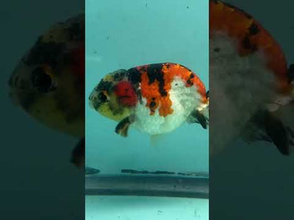 Live Premium Fancy Goldfish Thai Short Tail Lionchu Red Tiger Calico 3" Male Body (DON-007)