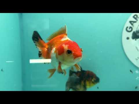 Tri-Color Thai Yuanbao Oranda Goldfish, 2.5" Body Male (NPC-107)