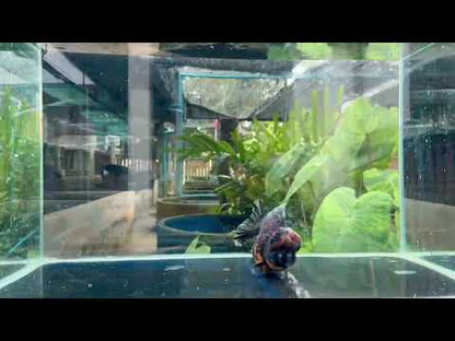 Thai Jumbo Tiger Oranda Orchid Tail 4.50 inch Body (NPC-102)