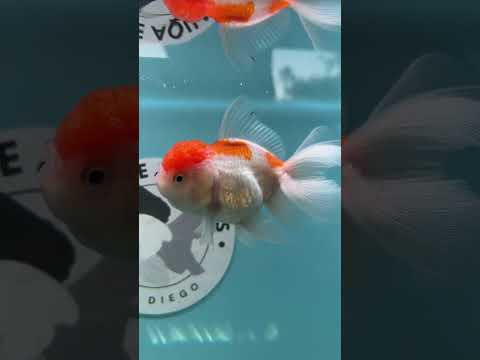 Live Premium Fancy Goldfish Thai Oranda Red & White 3” body Female 5 Months (JC-114) R1C03