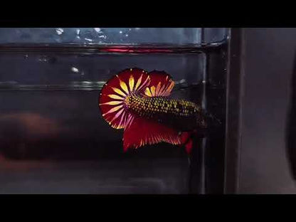 Live Male Betta Black Panther Show Grade