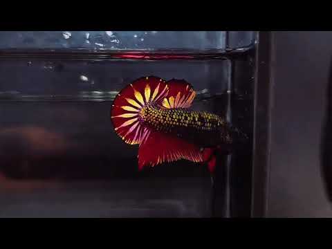 Live Male Betta Black Panther Show Grade