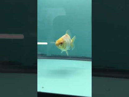 Live Premium Fancy Goldfish Thai Yuanbao Oranda White 2" Male Body (SAK-010)