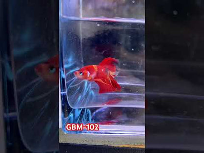Koi Nemo Halfmoon Male Betta Fish (You pick) JAR#2 GBM-102
