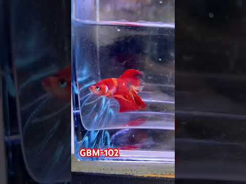 Koi Nemo Halfmoon Male Betta Fish (You pick) JAR#2 GBM-102