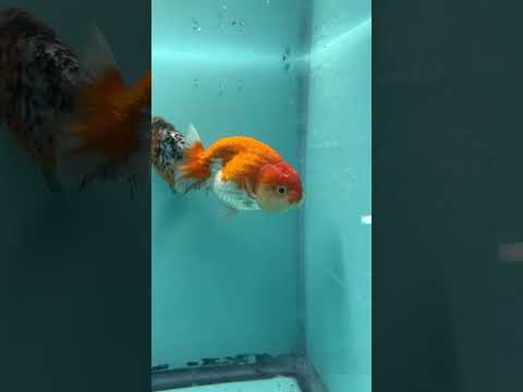Live Premium Fancy Goldfish Thai Lionchu Red & White 3" Male Body (DON-004)