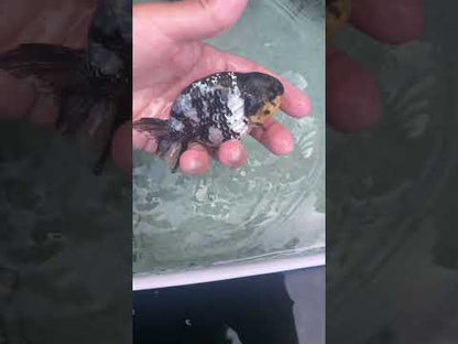 Live Premium Fancy Goldfish AA Thai Ranchu White Tiger 3.5” body Male 7 Months (JC-158) BlackTub#1