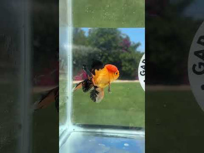 Live Premium Fancy Goldfish Thai Oranda Apache 3” body Male 7 Months (JC-152) BlackTub#4