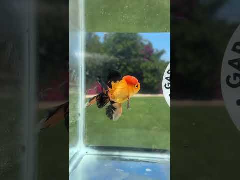 Live Premium Fancy Goldfish Thai Oranda Apache 3” body Male 7 Months (JC-152) BlackTub#4
