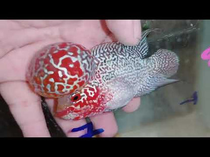 Super Red Dragon Flowerhorn MALE 4" inch MONSTER KOK (SRD-028)