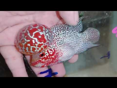 Super Red Dragon Flowerhorn MALE 4" inch MONSTER KOK (SRD-028)