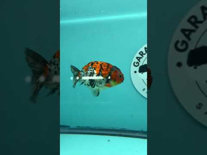 Live Premium Fancy Goldfish Thai Ranchu Red Tiger Calico 3" Male Body (DON-005)