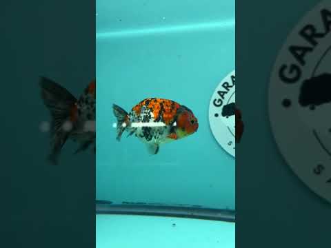 Live Premium Fancy Goldfish Thai Ranchu Red Tiger Calico 3" Male Body (DON-005)