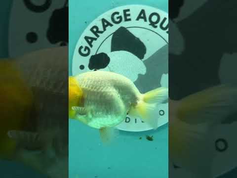 Live Premium Fancy Goldfish Thai Lionchu White Lemon Head 3" Female Body (DON-009)