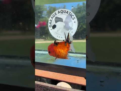 Live Premium Fancy Goldfish Thai Yuanbao Red Tiger 3” body Female 7 Months (JC-151) BlackTub#4