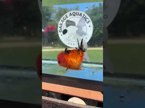 Live Premium Fancy Goldfish Thai Yuanbao Red Tiger 3” body Female 7 Months (JC-151) BlackTub#4