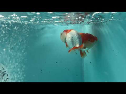 Live Premium Fancy Goldfish Thai Lionchu Red & White 3" Male Body (DON-010)