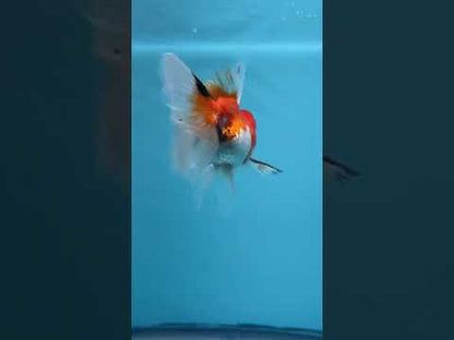 Live Premium Fancy Goldfish Thai Oranda Tri-Color 2" Body 3 Months (JC-106) R1C02