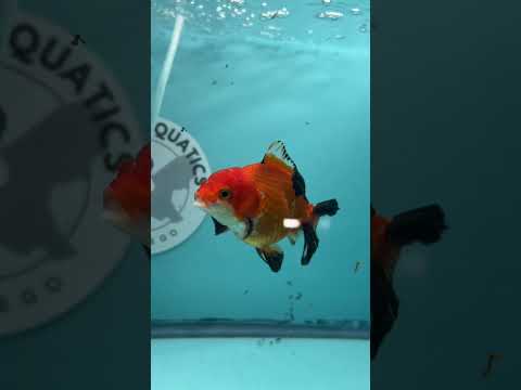 Tri-Color Thai Yuanbao Oranda Goldfish, 3" Body Female (NPC-106)