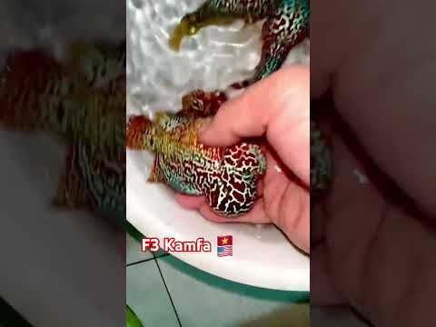 Live Freshwater Fish Kamfa F3 Flowerhorn Cichlid (Standard/Premium Grade) (Our Choice)