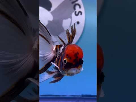 Live Premium Fancy Goldfish Thai Oranda Tiger 2” Body Female R1B01(JUS-008)