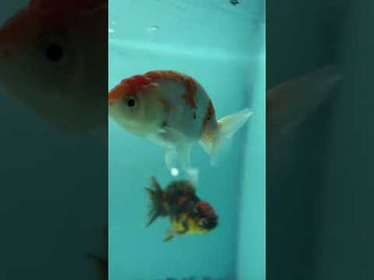 Calico Thai Ranchu Goldfish, 2" Body Male (DON-018)