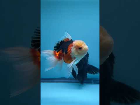 Live Premium Fancy Goldfish Thai Oranda Tri-Color 3” body Male 6 Months (JC-111) R1C03