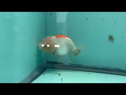 Live Premium Fancy Goldfish Thai Lionchu Red & White 3" Male Body (DON-014)