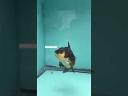 Live Premium Fancy Goldfish Thai Oranda Panda 2.5" Male Body (SAK-009)