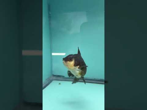 Live Premium Fancy Goldfish Thai Oranda Panda 2.5" Male Body (SAK-009)