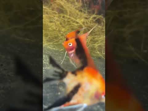 Live Fancy Fish – Sunset Angelfish – Rare Line-Bred Pterophyllum scalare (Our Choice)
