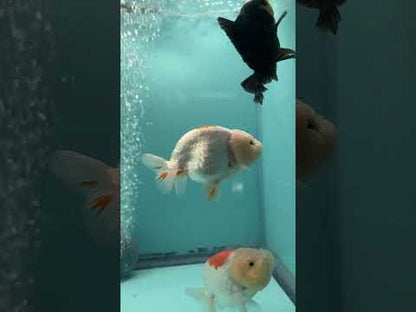 Live Premium Fancy Goldfish Thai Lionchu Red & White 3" Male Body (DON-016)