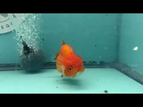 Live Premium Fancy Goldfish Thai Lionchu Red & White 3" Male Body (DON-013)