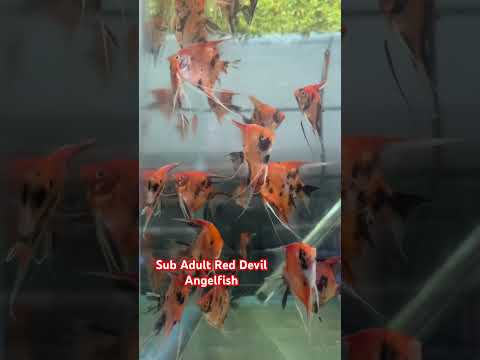 Live Fancy Fish – Red Devil (SUPER RED) Angel Fish VIP Grade, Rare Line-Bred Pterophyllum Scalare – (Our Choice)