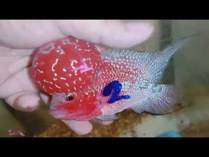 Super Red Dragon Flowerhorn MALE 4" inch MONSTER KOK (SRD-026)
