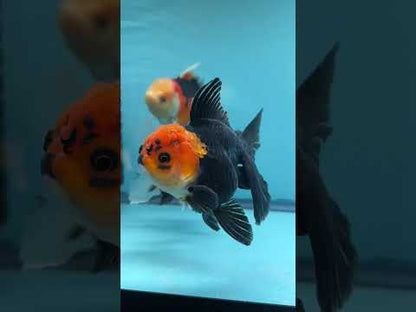 Live Premium Fancy Goldfish Thai Oranda Red Cap Black Body 3.5” body Female 8 Months (JC-112) R1C02