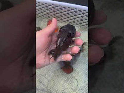 Live Premium Fancy Goldfish Thai Lionchu Black 3.5” body Male 7 Months (JC-145) BlackTub#2