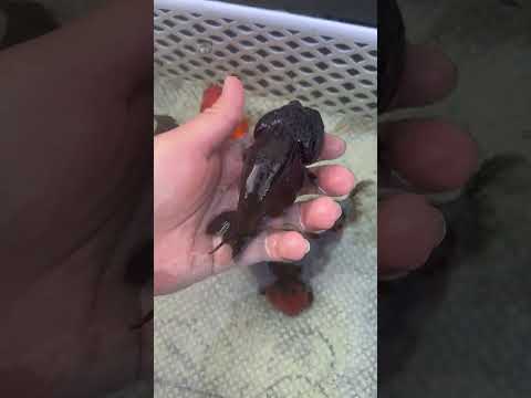 Live Premium Fancy Goldfish Thai Lionchu Black 3.5” body Male 7 Months (JC-145) BlackTub#2