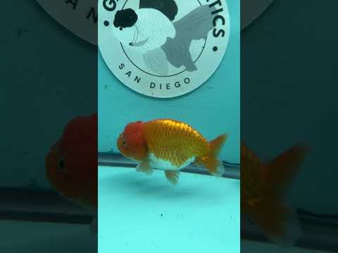 Live Premium Fancy Goldfish Thai Lionchu Red & White 3" Male Body (DON-006)