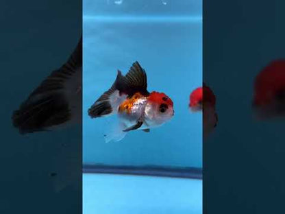 Live Premium Fancy Goldfish Thai Oranda Tri-Color 2" Body 3 Months (JC-105) R1C02